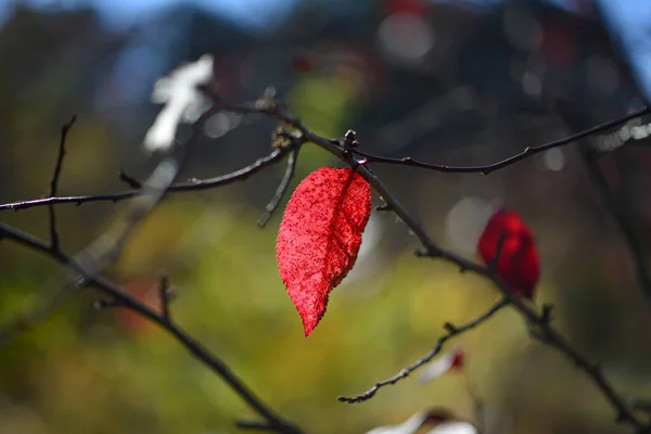 Feuille Rouge Solitaire Sur Une Branche Arbre Sur Fond Flou — Photo