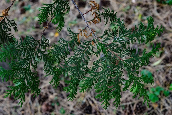 Branch Cypress Pea Latin Name Chamaecyparis Pisifera — Stock Photo, Image