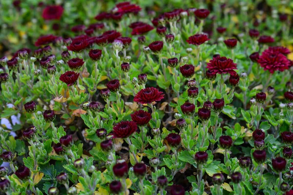 Herfst Rode Bordeaux Chrysant Vaste Plant Bloemen Close Buiten — Stockfoto