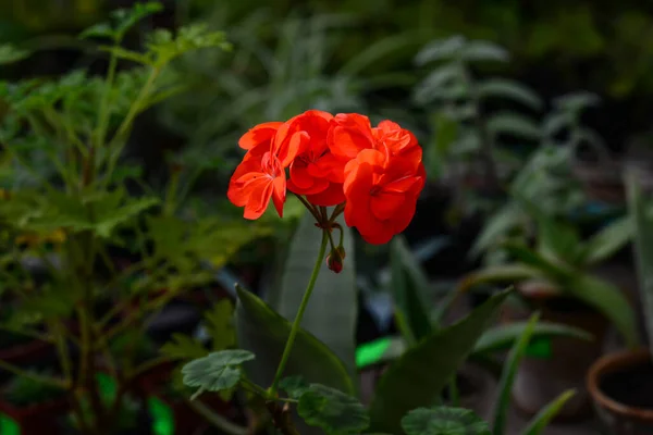 Czerwone geranium kwiaty w ogrodzie. Jasny pelargonium — Zdjęcie stockowe