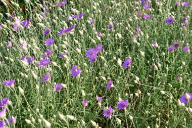 Geleneksel Ebedi veya Ölümsüz Mor Çiçek, Xeranthemum Yıllığı, Makro, Seçici Odaklanma