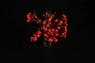 Siyah arka planda bir bardakta Rowan 'ın kuru filizi..