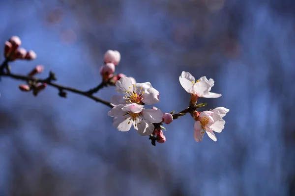 暖かくて晴れた春の日に青い空に対してアーモンドの木の枝にピンクのアーモンドの木の花 — ストック写真