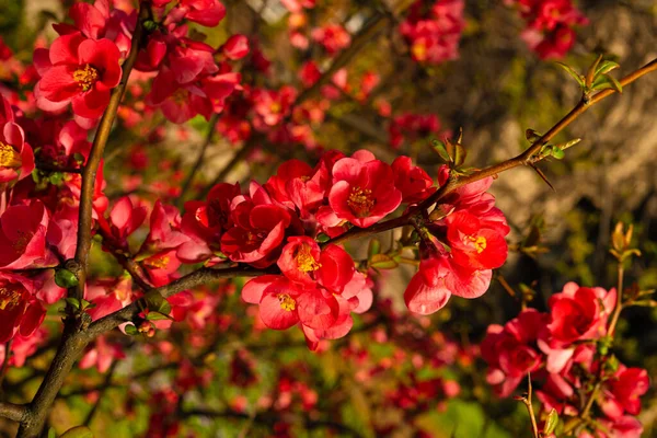 庭の春にはヘノメの花。閉鎖 — ストック写真