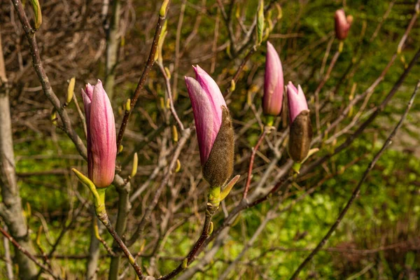 Beautiful magnolia tree blossoms in springtime. Jentle pink magnolia flower . Romantic floral background — Stock Photo, Image