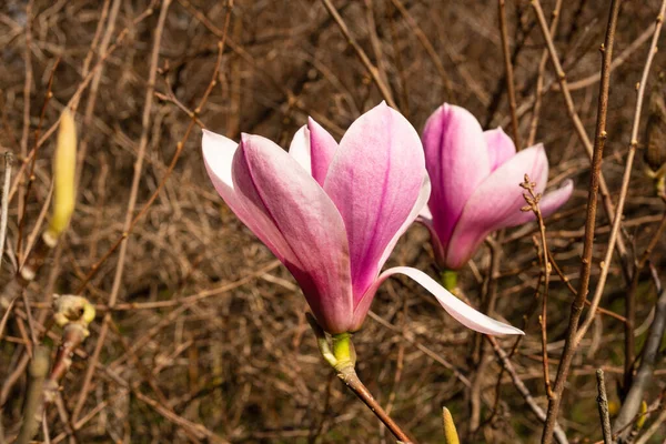 Beautiful magnolia tree blossoms in springtime. Jentle pink magnolia flower . Romantic floral background — Zdjęcie stockowe