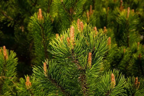 Young shoots of pine in sunny weather in the botanical garden — Stock Photo, Image