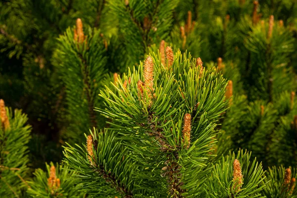 Young shoots of pine in sunny weather in the botanical garden — Stock Photo, Image