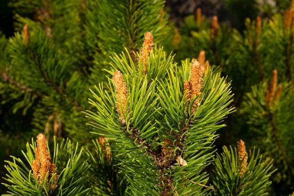 Young shoots of pine in sunny weather in the botanical garden — Stock Photo, Image