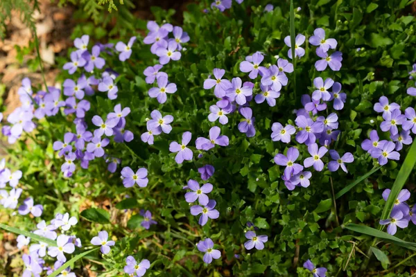 Blooming blue Aubrieta in spring in the garden — Zdjęcie stockowe