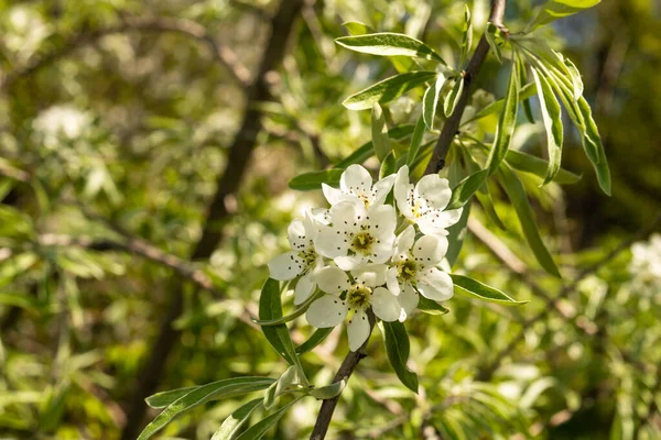 Çiçek açan söğüt yapraklı armut, Pyrus salicifolia, bir armut türüdür. Stok Resim