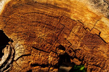 Yaşlı çatlak ağaç kütüğü. Eski ahşap doku.