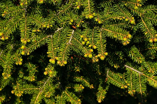 Norway spruce - Picea abies or European spruce new needles. Natural coniferous background texture. Selective focus blur — Stock Photo, Image