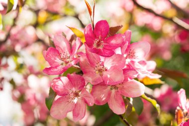 Apple Malus Rudolph tree, with dark pink blossoms in the blurred bokeh background. Spring. Abstract floral pattern