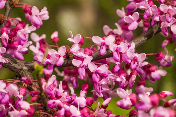 Pembe çiçek ağacı, doğaya yakın çekim..