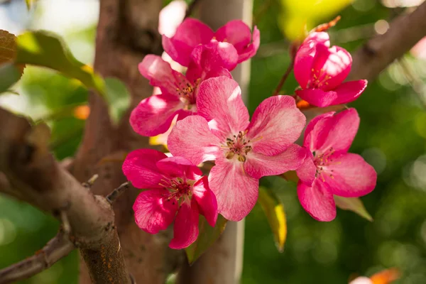 背景に濃いピンク色の花を咲かせるアップルマルス・ルドルフの木。春だ。花模様 — ストック写真