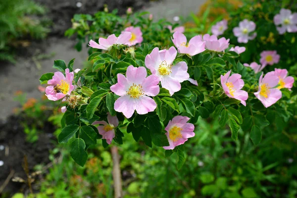 Flores de cachorro-rosa, rosa mosqueta, crescendo na natureza. belo dia de primavera no jardim — Fotografia de Stock