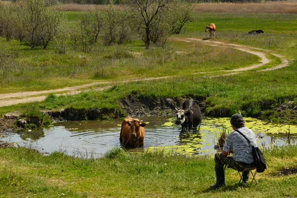 As vacas bebem água em um lago em um lugar rural — Fotografia de Stock