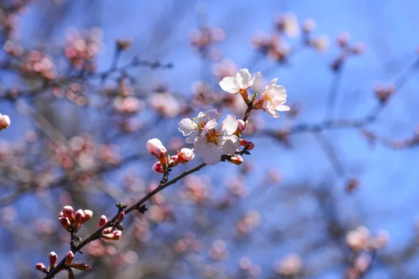 暖かくて晴れた春の日に青い空に対してアーモンドの木の枝にピンクのアーモンドの木の花 — ストック写真