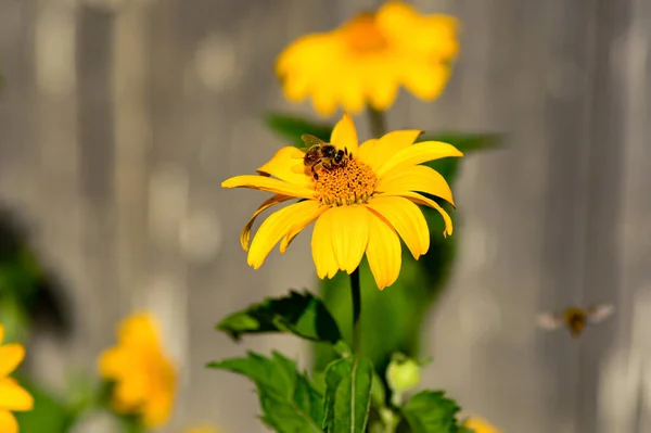 Uma Abelha Numa Flor Amarela Equinácea Natureza Dia Verão — Fotografia de Stock