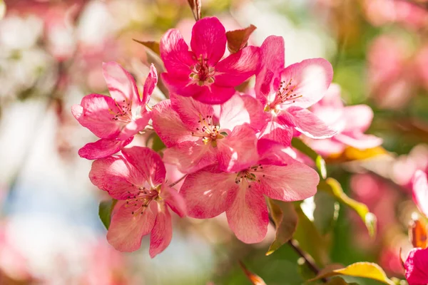 Jabłko Malus Rudolph Drzewo Ciemnoróżowymi Kwiatami Rozmytym Tle Bokeh Wiosną — Zdjęcie stockowe