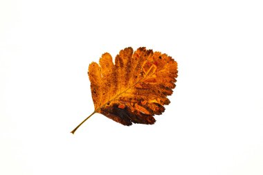 Beyaz arkaplanda sonbahar yaprağı, üst görünüm.