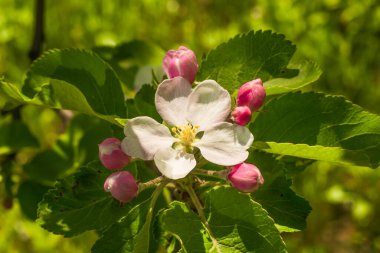 Bahar bahçesinde çiçek açan beyaz ve pembe yapraklı elma ağacı dalları.