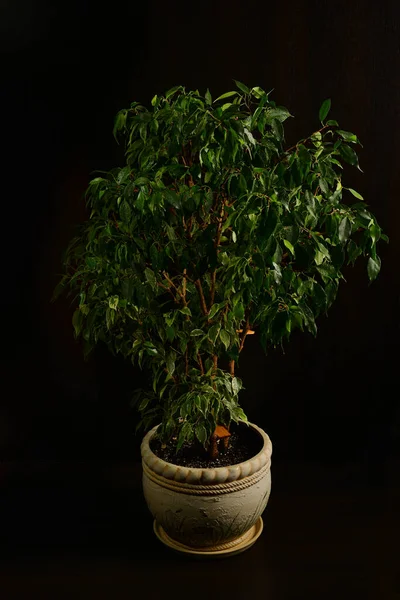 Ficus benjamin in a pot isolated on black background. Water drops on leaves.
