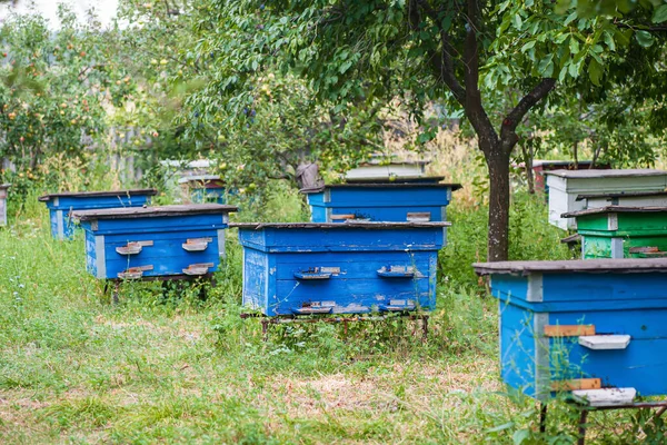 Bijenkasten Een Bijenteelt Met Bijen Een Groene Tuin — Stockfoto