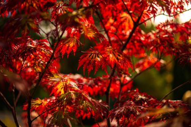 Sonbaharda kırmızı akçaağaç yaprakları. Bulanık arkaplan.