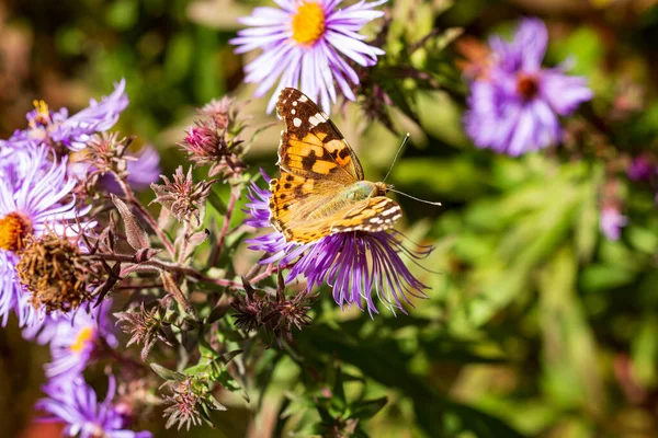 Aster Çiçeğiyle Beslenen Nymphalidae Familyasından Boyalı Kadın Dünyadaki Tanıdık Kelebeklerden — Stok fotoğraf