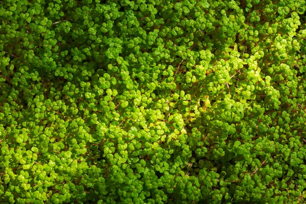 Exuberante Verde Helxine Soleirolii Fondo Soleirolia Gaud —  Fotos de Stock