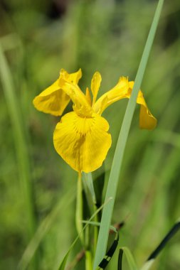 Yeşil arka planda güzel sarı süsen çiçekleri bir yaz günü