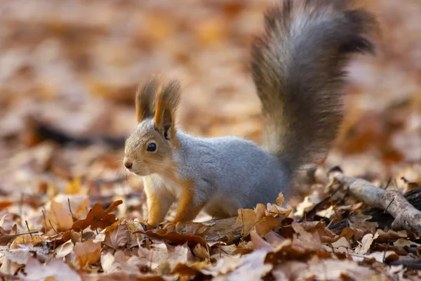 코트에서 코트로 계절별로 벗겨지는 유라시아붉은 다람쥐의 사진이다 선택적 초점을 — 스톡 사진