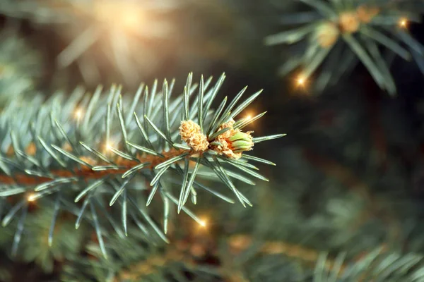 Nyår Och Jul Bakgrund Skott Och Unga Kottar Gran Med — Stockfoto