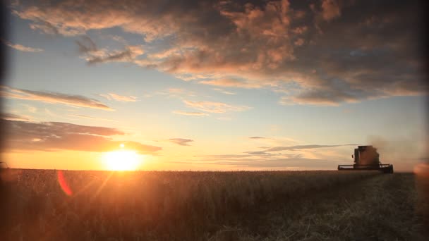 Combineren-harvester bij de zonsondergang — Stockvideo