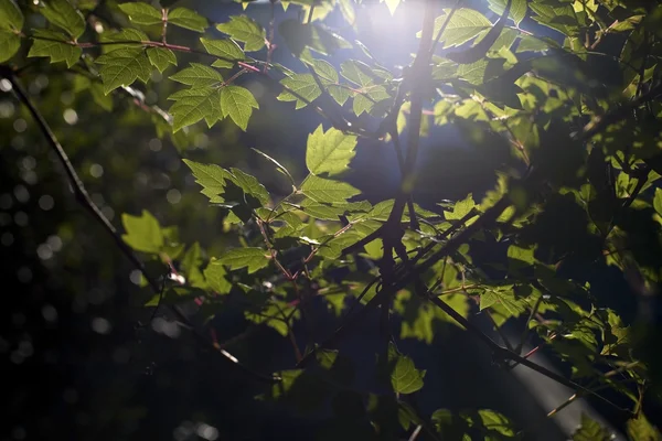 sabah erkenden kalkıyor