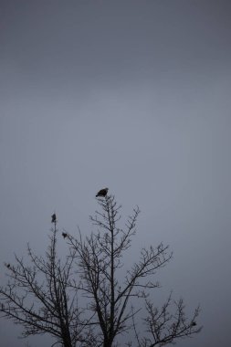 A single bird sitting at the top edge of a tree with a dark and dreary sky as the background.