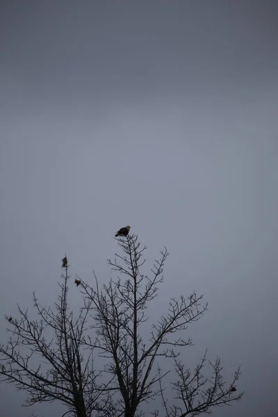 A single bird sitting at the top edge of a tree with a dark and dreary sky as the background.
