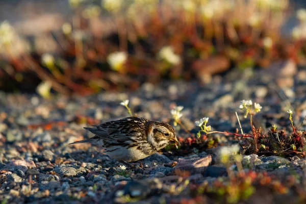 Female Lapland Longspur eating a bug found on the tundra between pebbles, near Arviat, Nunavut