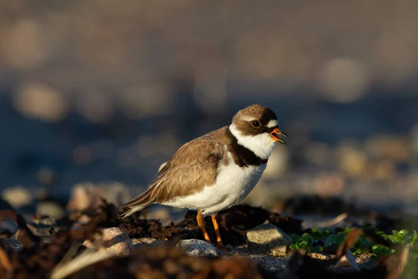 Adult Semipalmated Plover Charadrius Semipalmatus Ukazující Vedlejší Profil Lehce Otevřeným — Stock fotografie