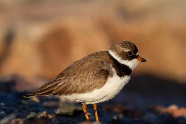 Pluvier Semipalmé Adulte Charadrius Semipalmatus Montrant Profil Latéral Debout Sur — Photo