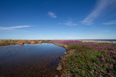 Yaz renklerinde güzel kutup manzaraları pembe çiçekler, mavi gökyüzü ve yumuşak bulutlar, Arviat, Nunavut Kanada