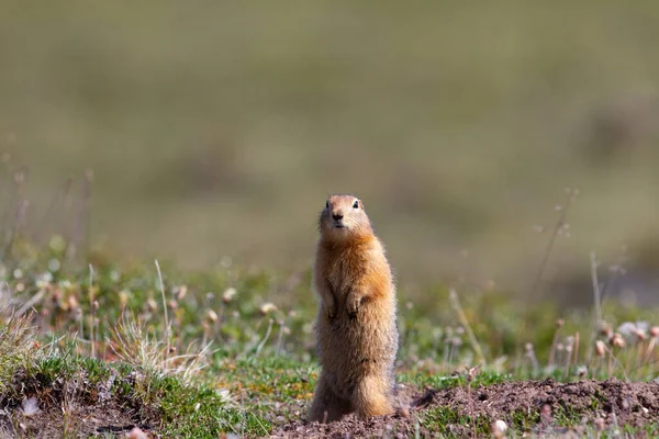 Ground Squirrel Also Known Richardson Ground Squirrel Siksik Inuktitut Standing — Stock Photo, Image