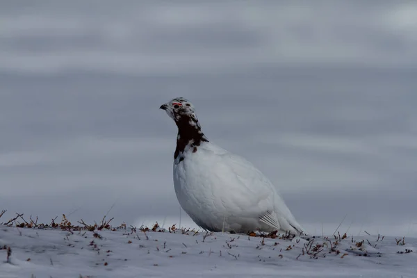 Rock Ptarmigan, Lagopus Muta, visar vårfärger stående på snö — Stockfoto