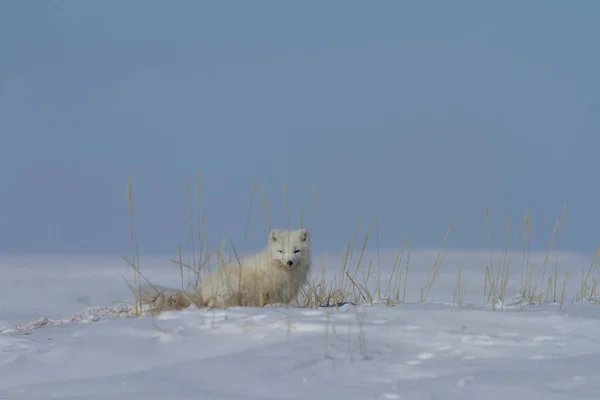 Arktisk räv, Vulpes Lagopus, gömmer sig bakom gräs, med snö på marken — Stockfoto