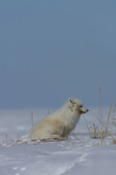 Zorro ártico, Vulpes Lagopus, sentado en la nieve y mirando alrededor de la tundra —  Fotos de Stock