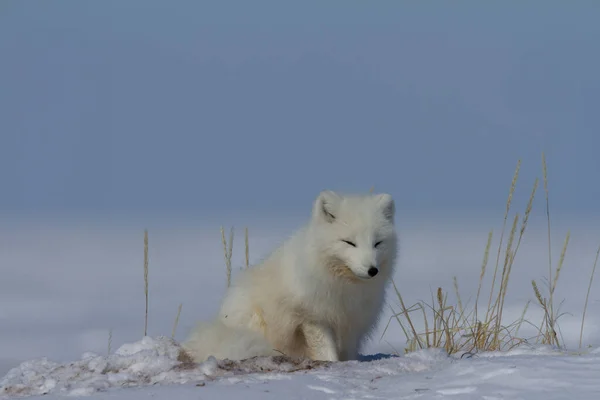 Polarfuchs, Vulpes Lagopus, sitzt im Schnee und starrt durch die Tundra — Stockfoto