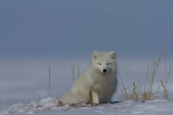 Raposa ártica, Vulpes Lagopus, sentada na neve e olhando em volta da tundra — Fotografia de Stock