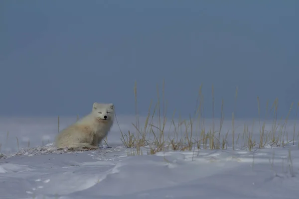 Zorro ártico, Vulpes Lagopus, sentado en la nieve y mirando alrededor de la tundra —  Fotos de Stock